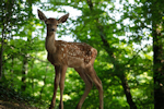 Bambi l'histoire d'une vie dans les bois - Photo : Eric Travers 