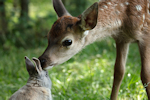 Bambi l'histoire d'une vie dans les bois - Photo : Eric Travers 