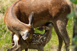 Bambi l'histoire d'une vie dans les bois - Photo : Eric Travers 