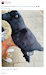Nevermore - Bruxelles - 22 juillet 2023 - Peluche corbeau Merchandising
